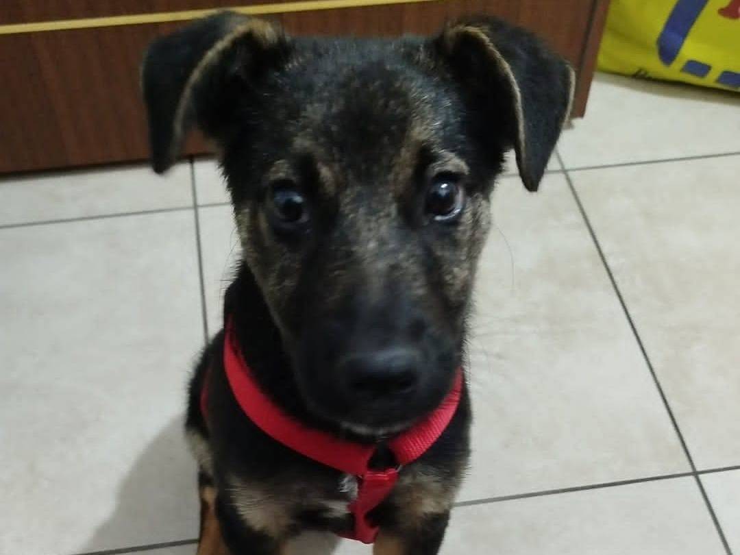 Adotta un cane, maschio, 3 mesi, Cosenza