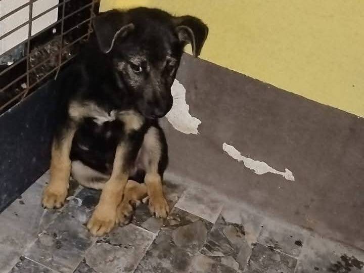 Adotta un cane, taglia media contenuta, maschio, Cosenza