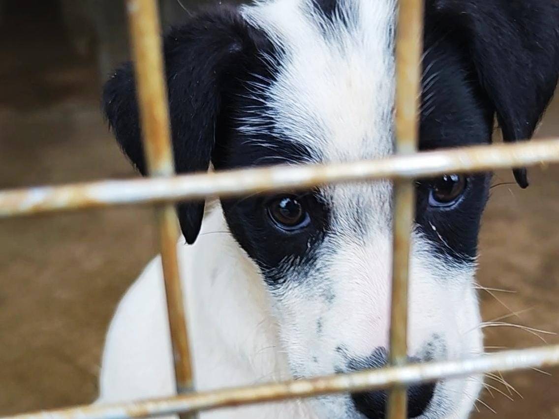 Adotta un cane, femmina, 2 mesi, Messina