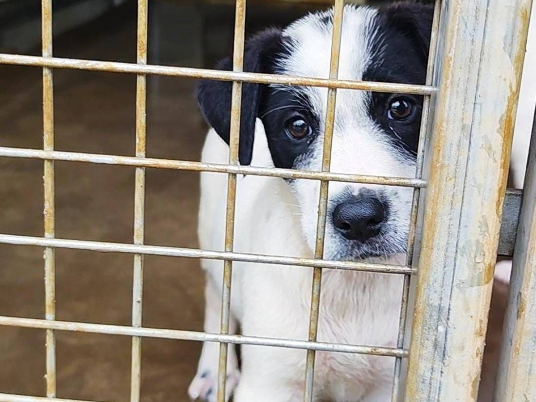 Adotta un cane, taglia media contenuta, femmina, Messina