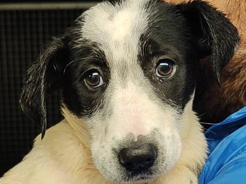 Vuoi adottare un cane a Messina?