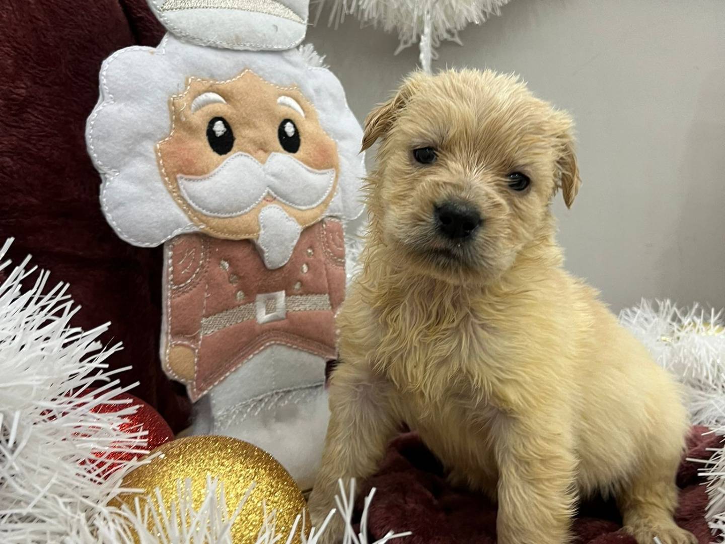 Adozione cane, femmina, Razza sconosciuta Razza sconosciuta, 2 mesi, taglia grande, Messina