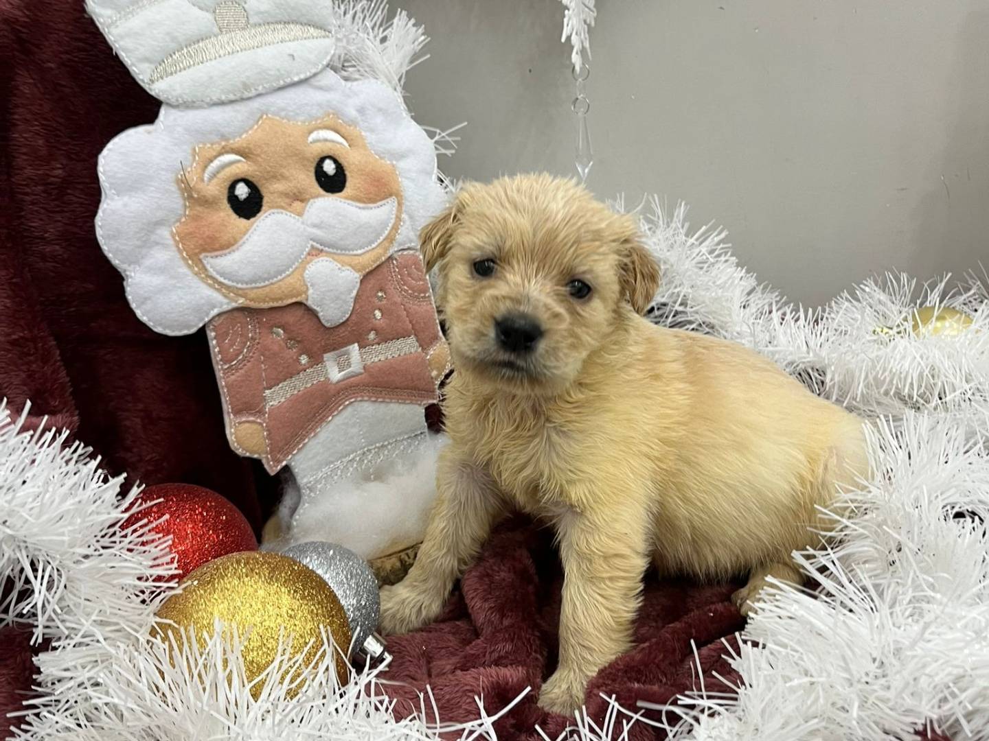 Adotta un cane, femmina, 2 mesi, Messina