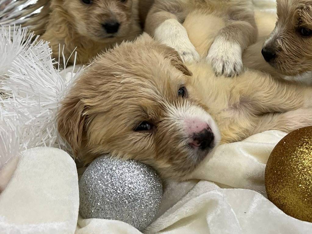 Adozione cane, femmina, Razza sconosciuta Razza sconosciuta, 2 mesi, taglia grande, Messina