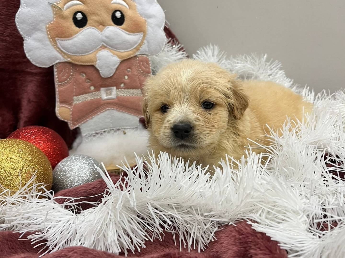 Adozione cane, femmina, Razza sconosciuta Razza sconosciuta, 2 mesi, taglia grande, Messina