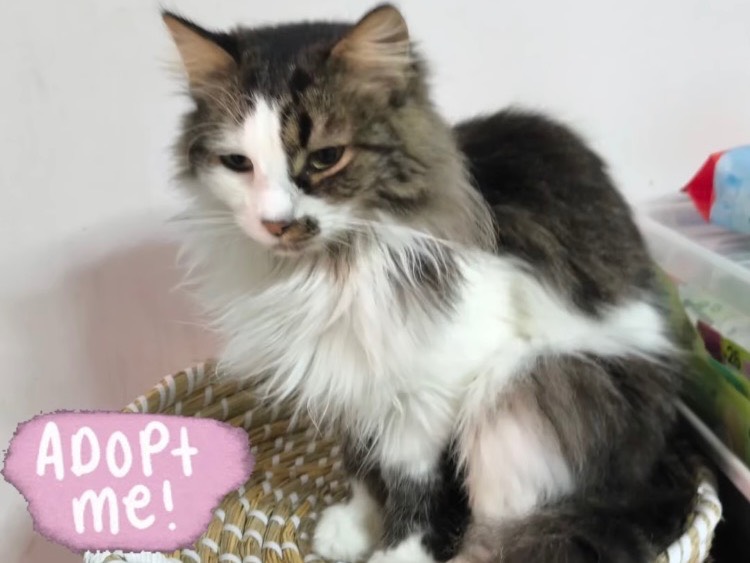 Adozione gatto, femmina, Razza sconosciuta Razza sconosciuta, 3 anni e 8 mesi, taglia non valida, Bari