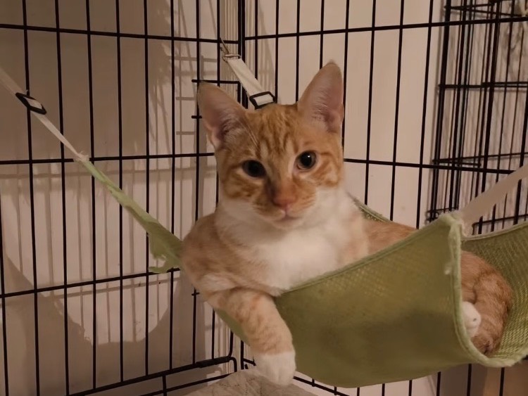 Adozione gatto, maschio, Razza sconosciuta Razza sconosciuta, 8 mesi, taglia non valida, Bari