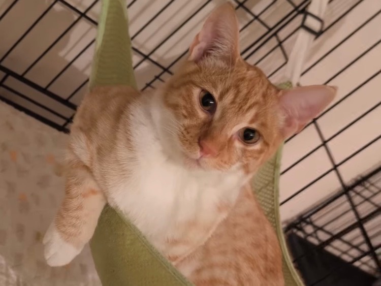 Adotta un gatto, taglia non valida, maschio, Bari