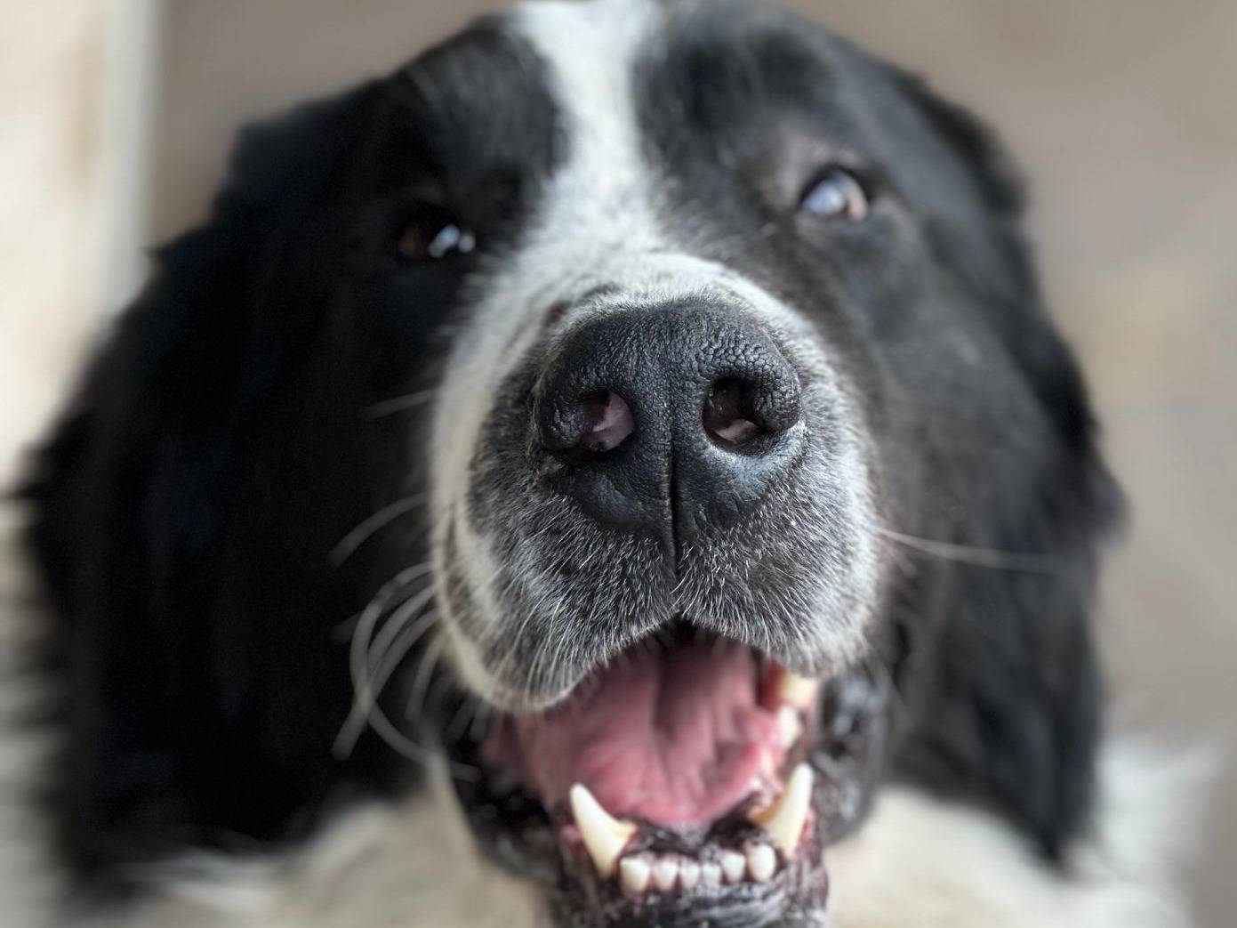 Adozione cane, maschio, Pastore maremmano Razza sconosciuta, 3 anni e 10 mesi, taglia gigante, Potenza