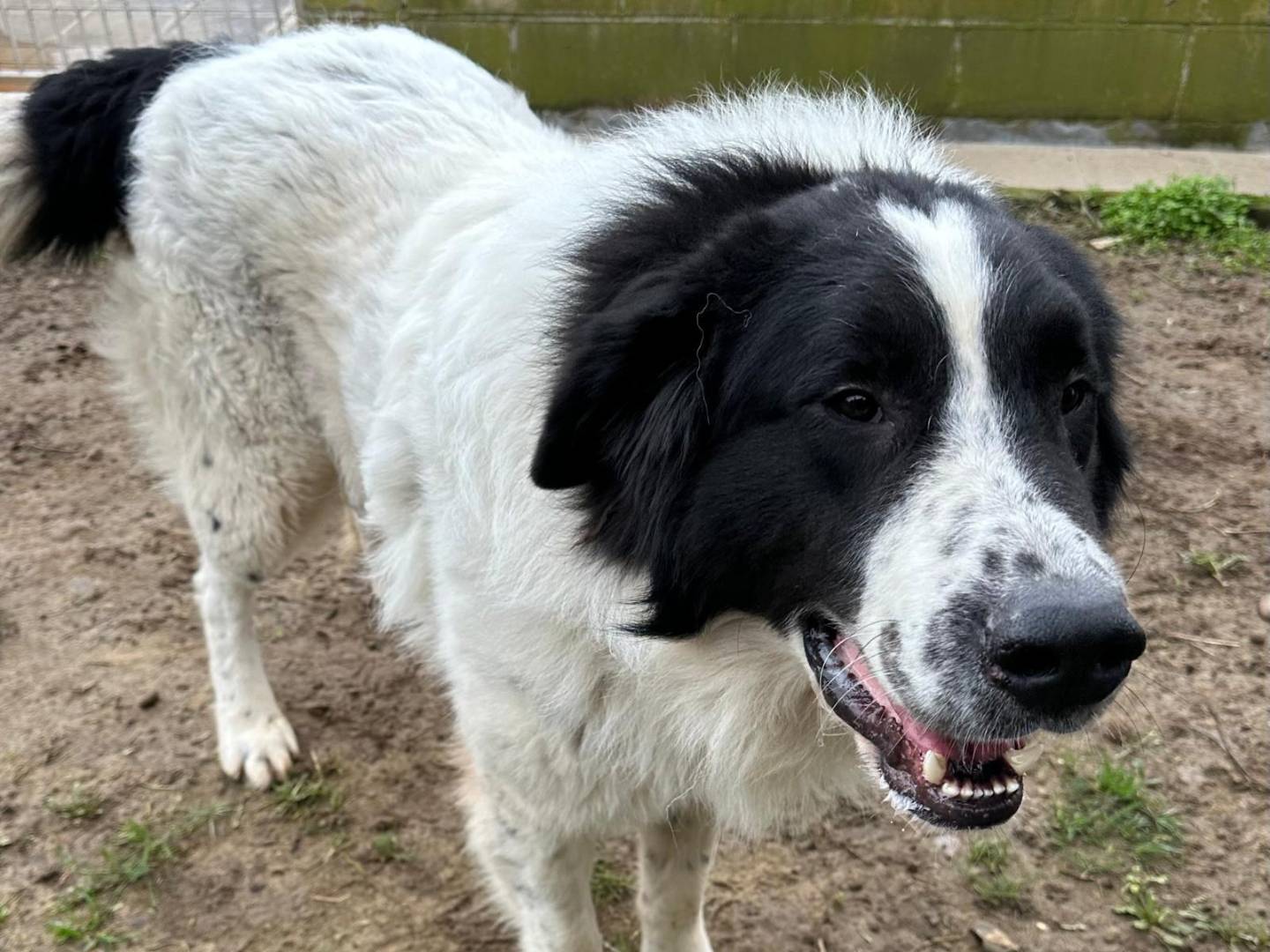 Adotta un cane, maschio, 3 anni e 10 mesi, Potenza