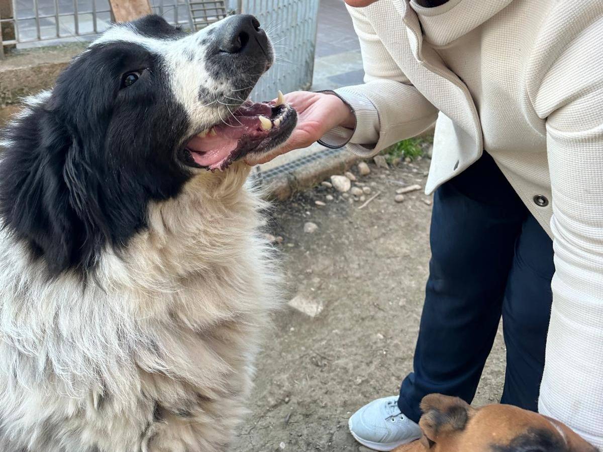 Adotta un cane, taglia gigante, maschio, Potenza
