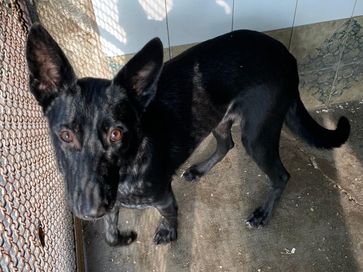 Adozione cane, femmina, Pastore Belga Malinois Razza sconosciuta, 1 anno e 3 mesi, taglia media, Milano