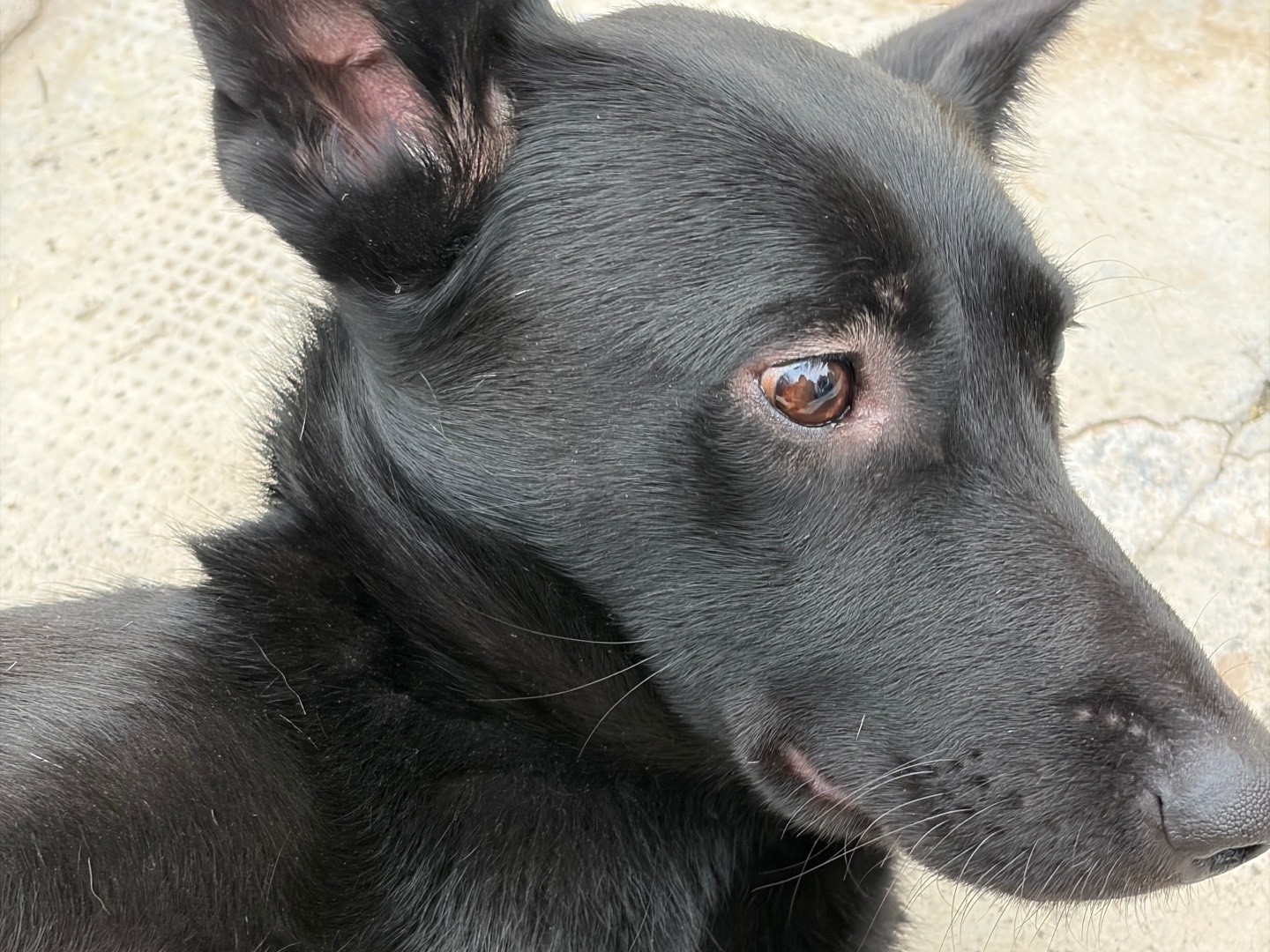 Adotta un cane, femmina, 1 anno e 3 mesi, Milano