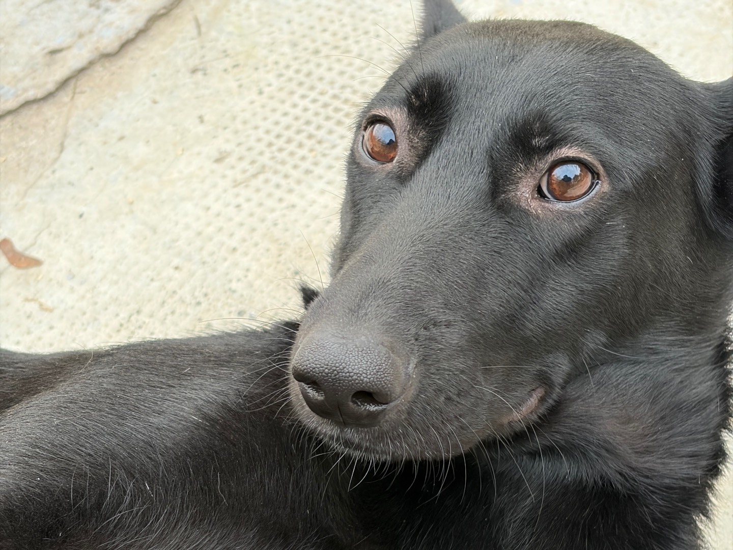Adotta un cane, taglia media, femmina, Milano