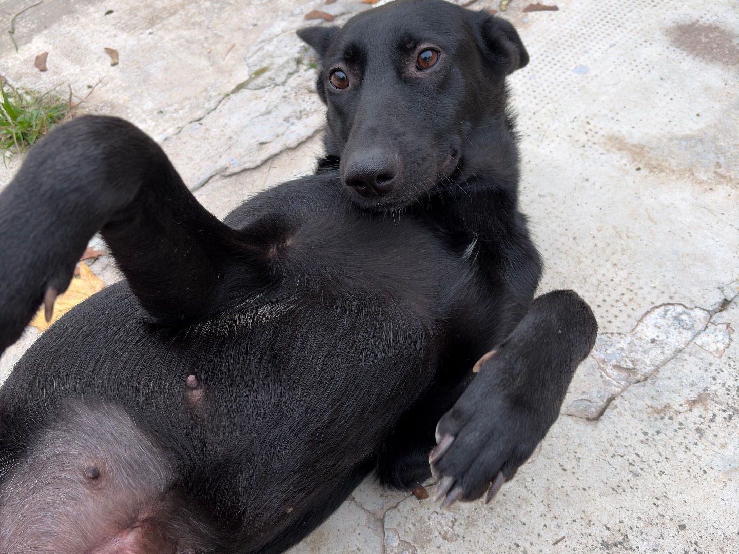 Vuoi adottare un cane a Milano?
