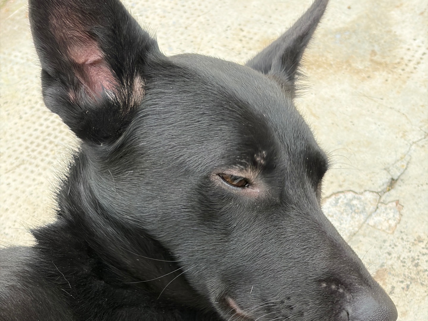 Adotta il cane Nera a Milano