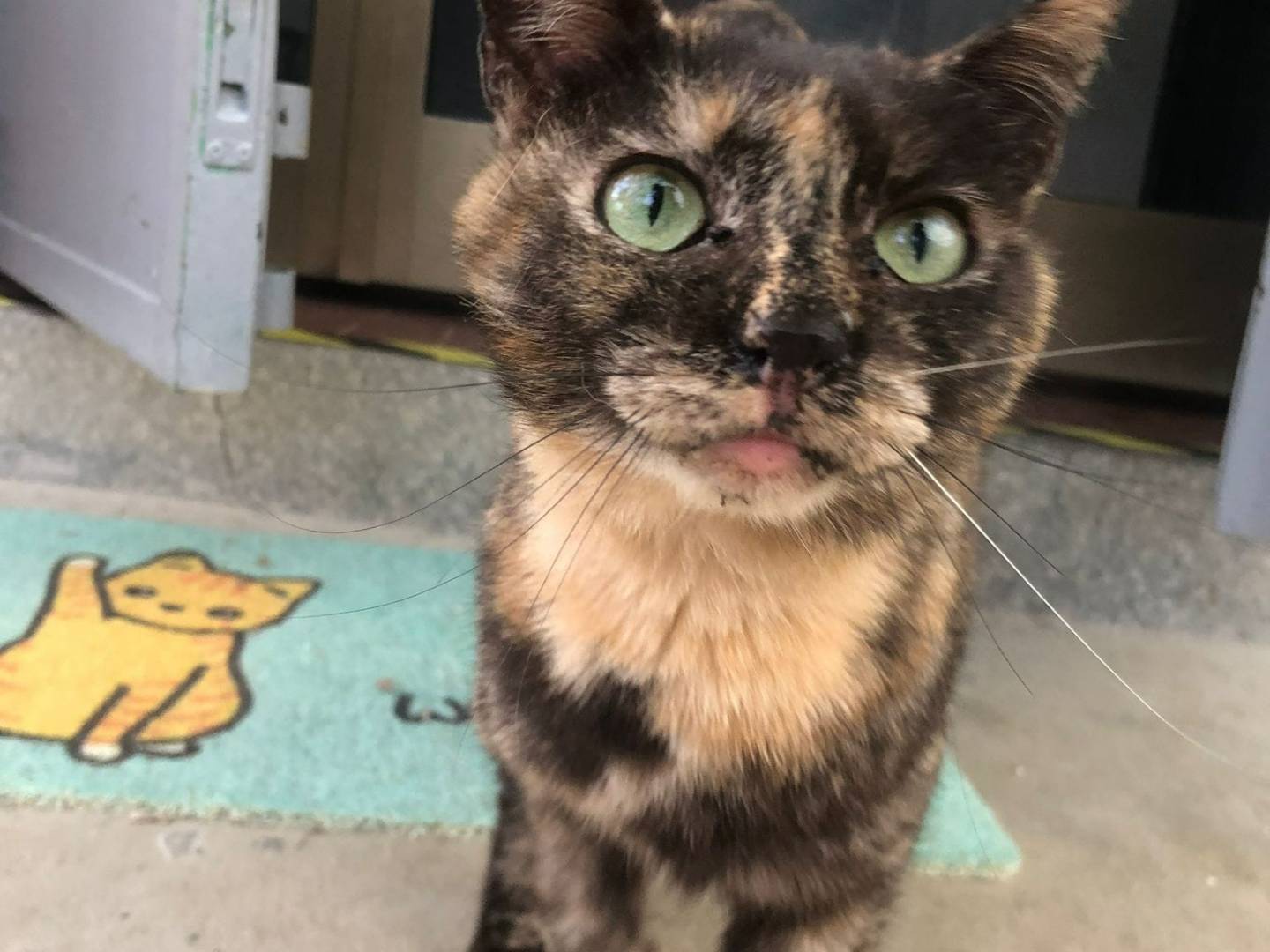 Adotta un gatto, femmina, 1 anno e 8 mesi, Milano