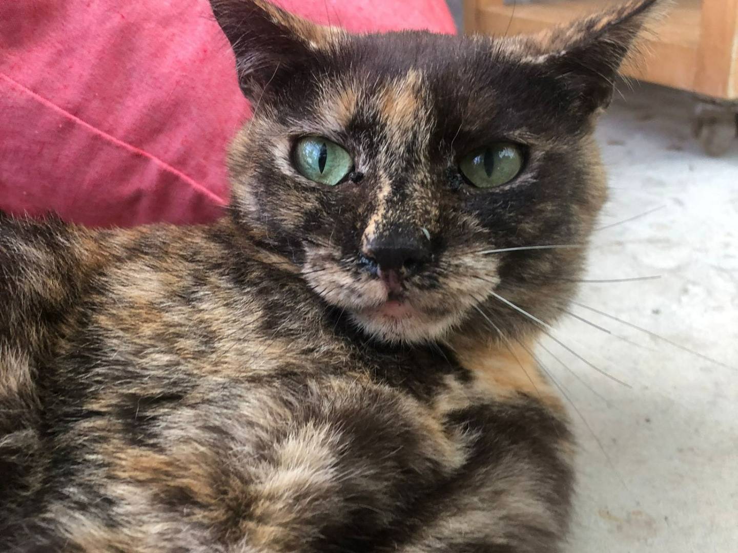 Adotta un gatto, taglia non valida, femmina, Milano