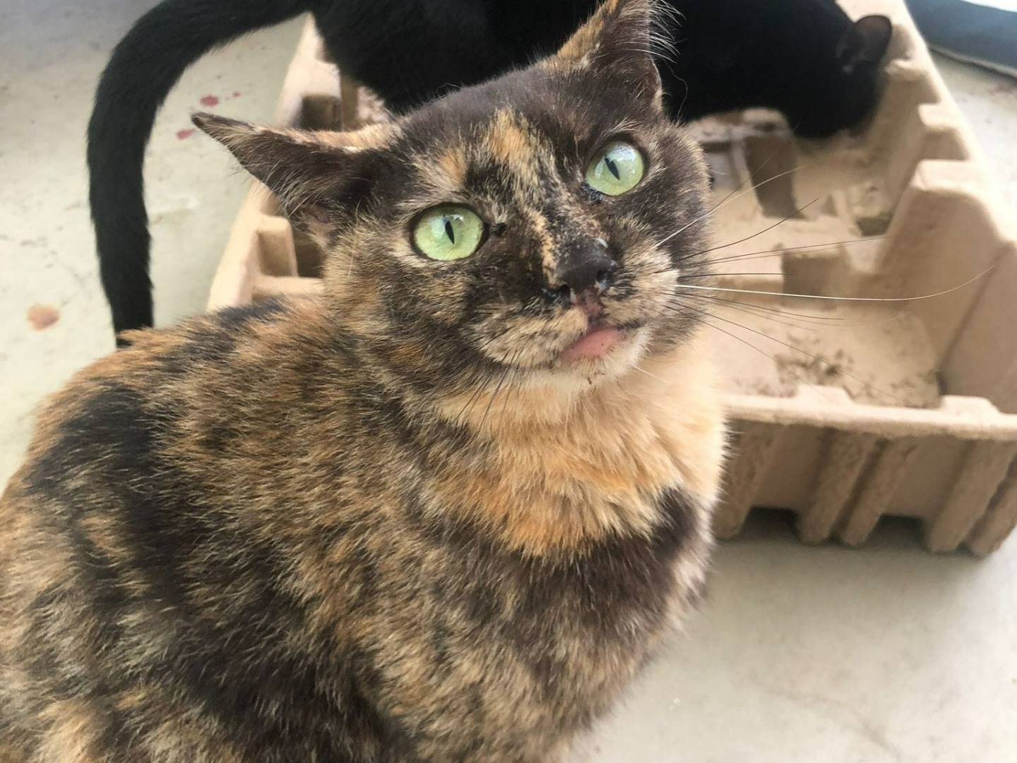 Vuoi adottare un gatto a Milano?