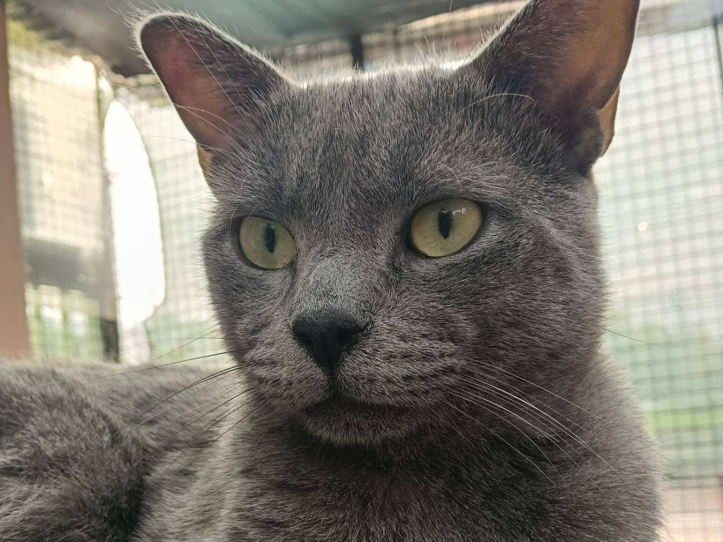 Adozione gatto, maschio, Razza sconosciuta Razza sconosciuta, 1 anno e 11 mesi, taglia non valida, Milano