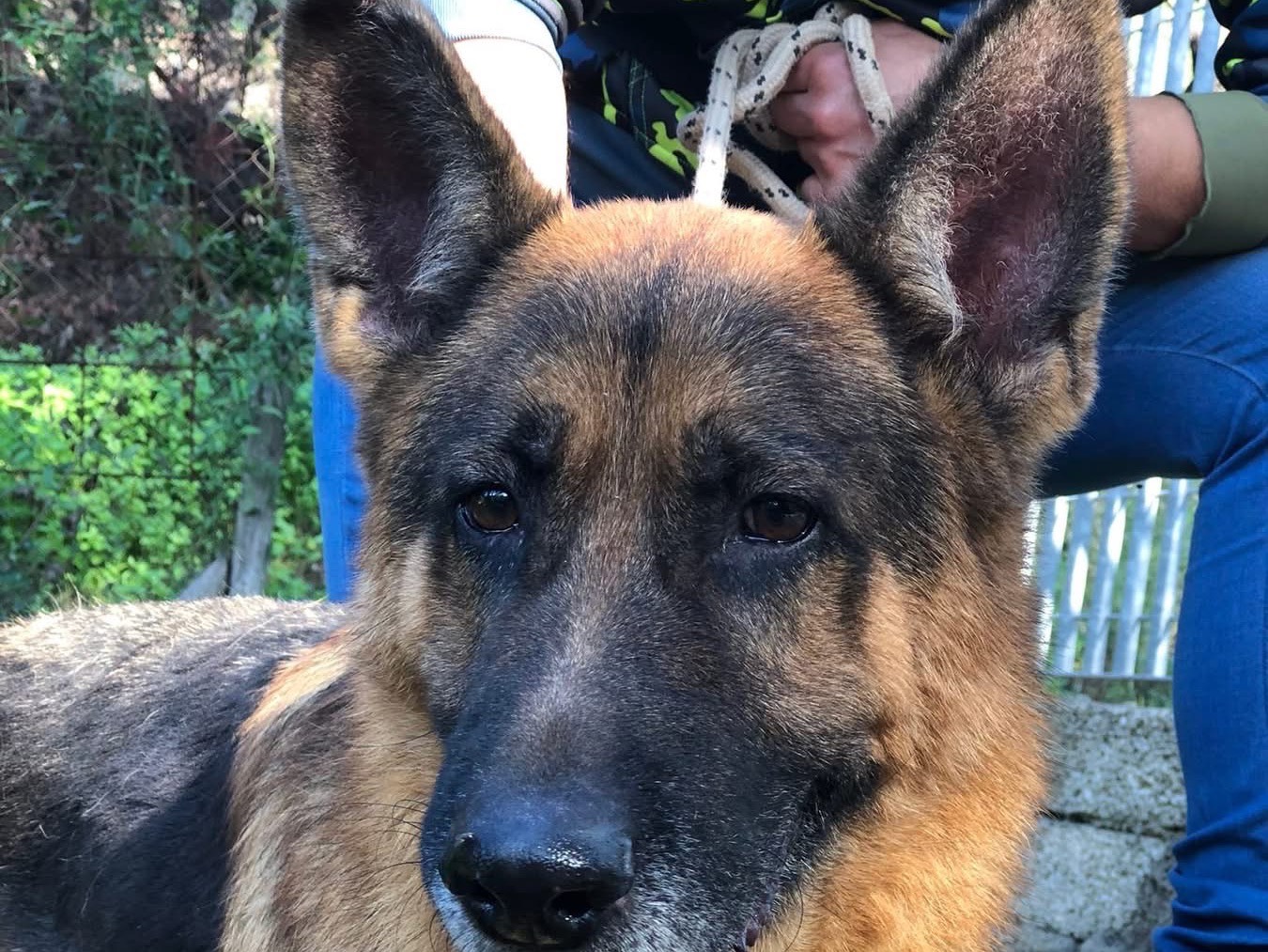 Adozione cane, maschio, Pastore tedesco Razza sconosciuta, 7 anni e 3 mesi, taglia grande, Latina
