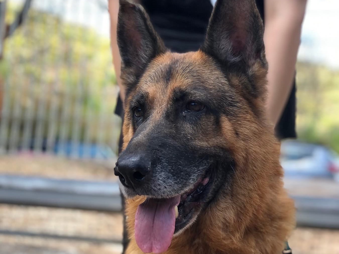 Adotta un cane, maschio, 7 anni e 3 mesi, Latina