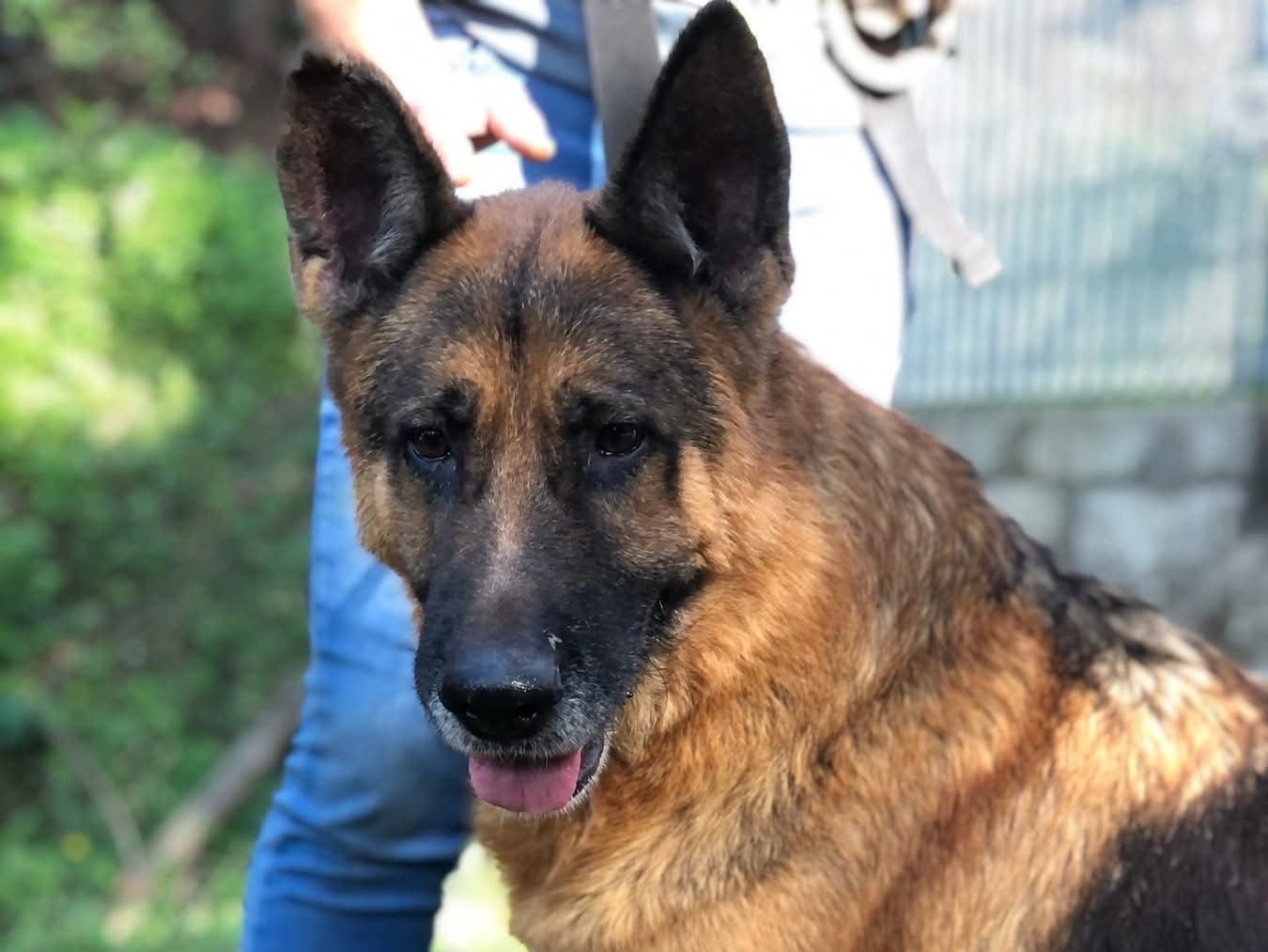 Vuoi adottare un cane a Latina?