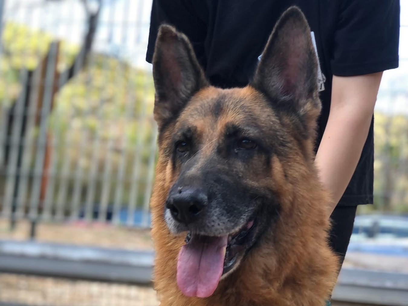 Adotta il cane Erik a Latina