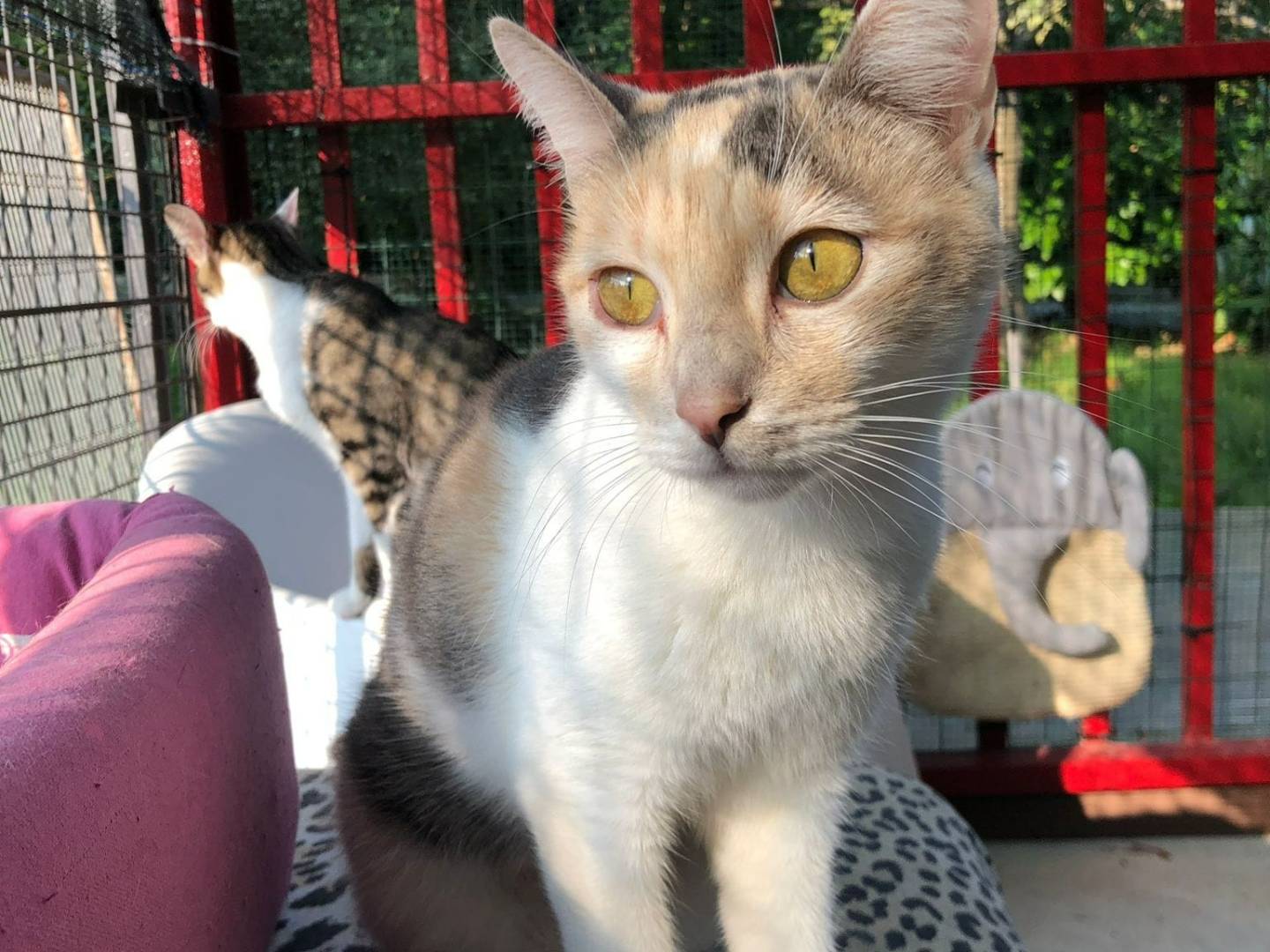 Adozione gatto, femmina, Razza sconosciuta Razza sconosciuta, 1 anno e 11 mesi, taglia non valida, Milano