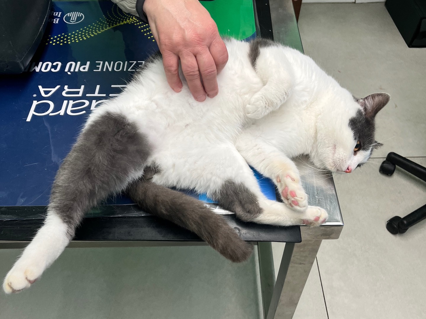 Adotta un gatto, maschio, 11 mesi, Padova
