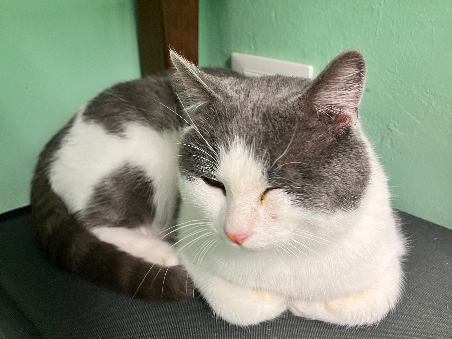 Adotta un gatto, taglia non valida, maschio, Padova