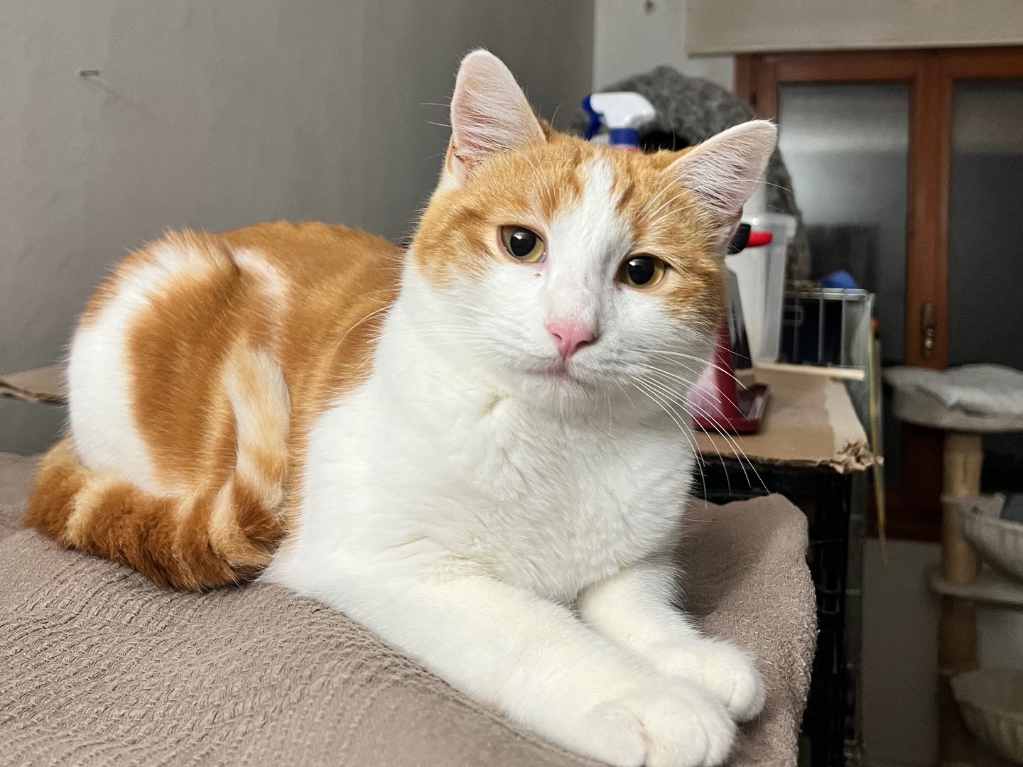 Adozione gatto, maschio, Razza sconosciuta Razza sconosciuta, 10 mesi, taglia non valida, Padova