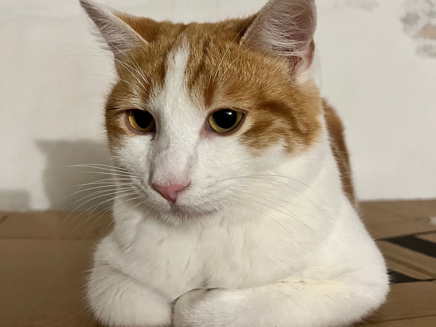 Adotta un gatto, maschio, 10 mesi, Padova