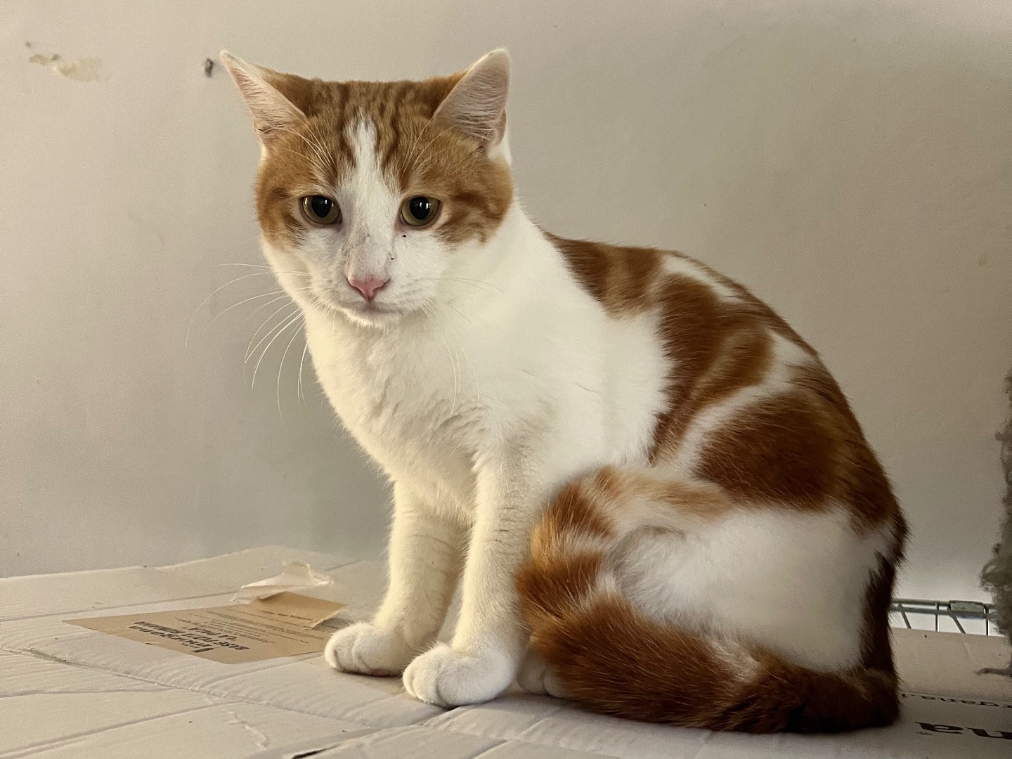 Adotta un gatto, taglia non valida, maschio, Padova