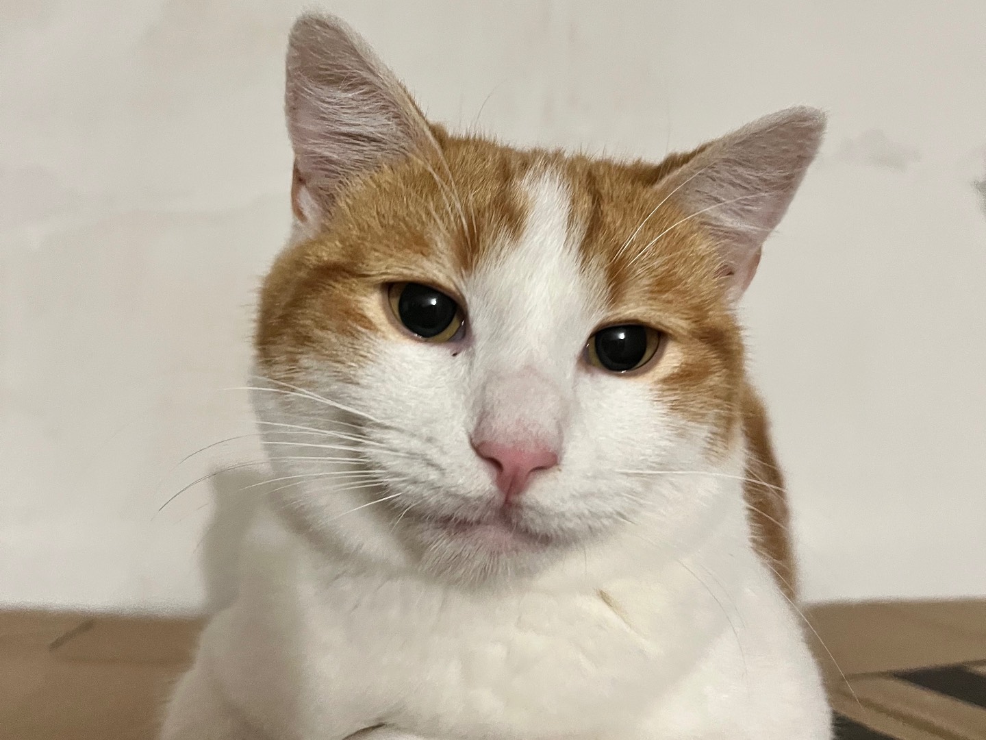 Vuoi adottare un gatto a Padova?