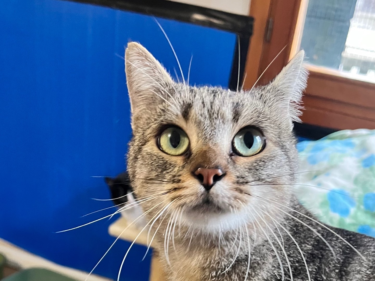 Adozione gatto, femmina, Razza sconosciuta Razza sconosciuta, 1 anno e 1 mese, taglia non valida, Padova