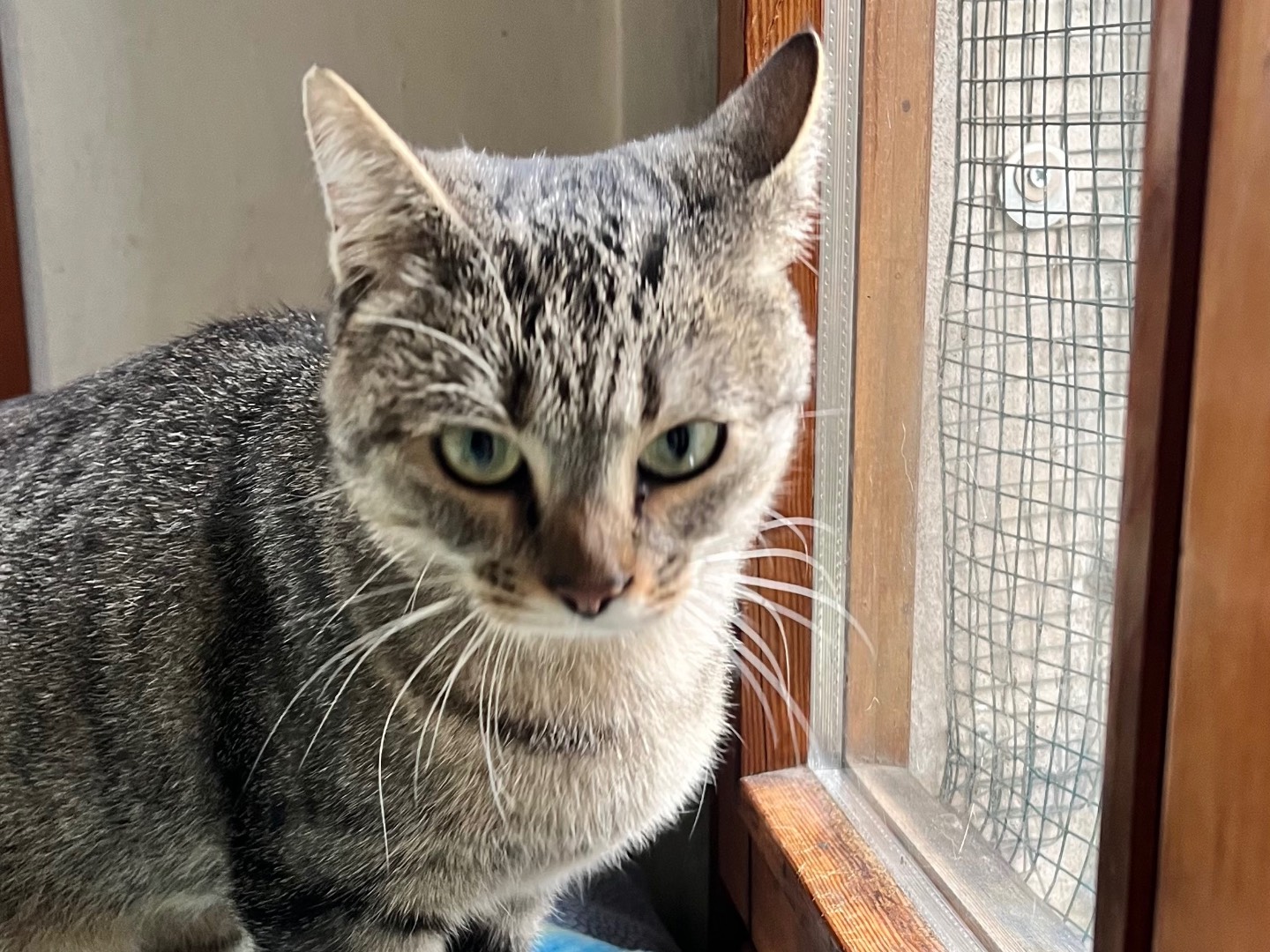 Adotta un gatto, femmina, 1 anno e 1 mese, Padova