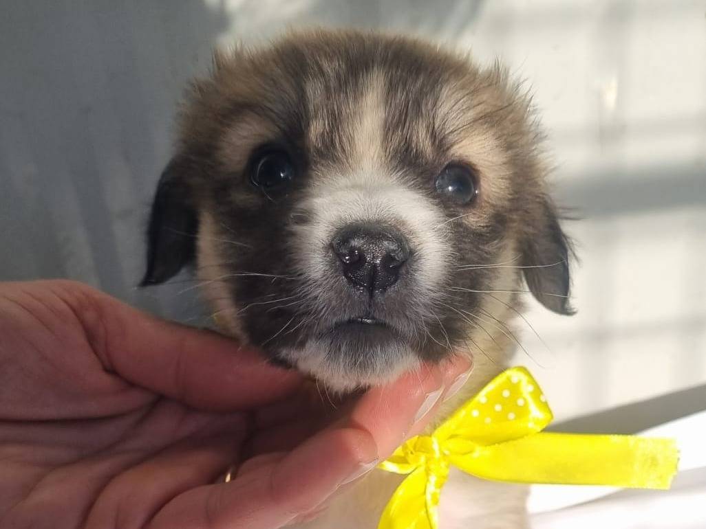 Adozione cane, femmina, Razza sconosciuta Razza sconosciuta, 2 mesi, taglia grande, Taranto