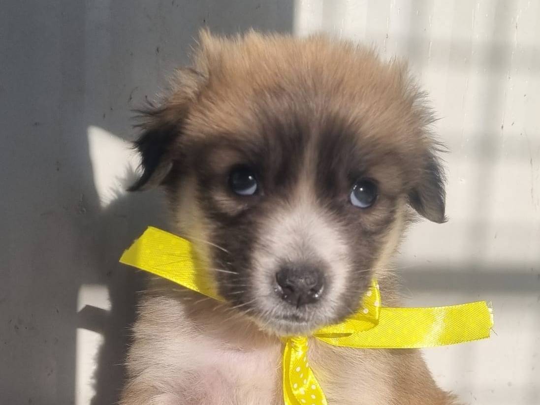 Adotta un cane, femmina, 2 mesi, Taranto