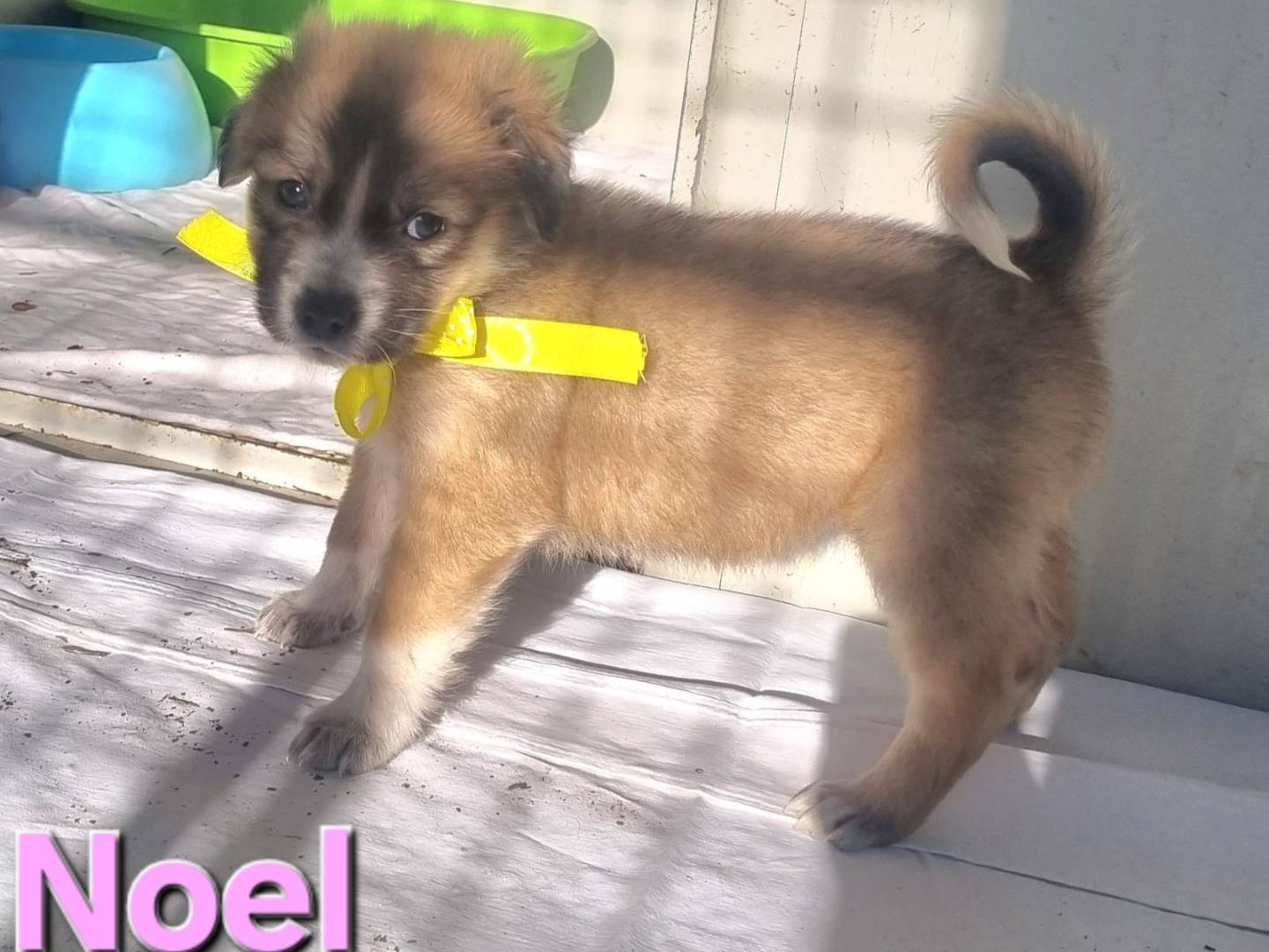 Adotta un cane, taglia grande, femmina, Taranto