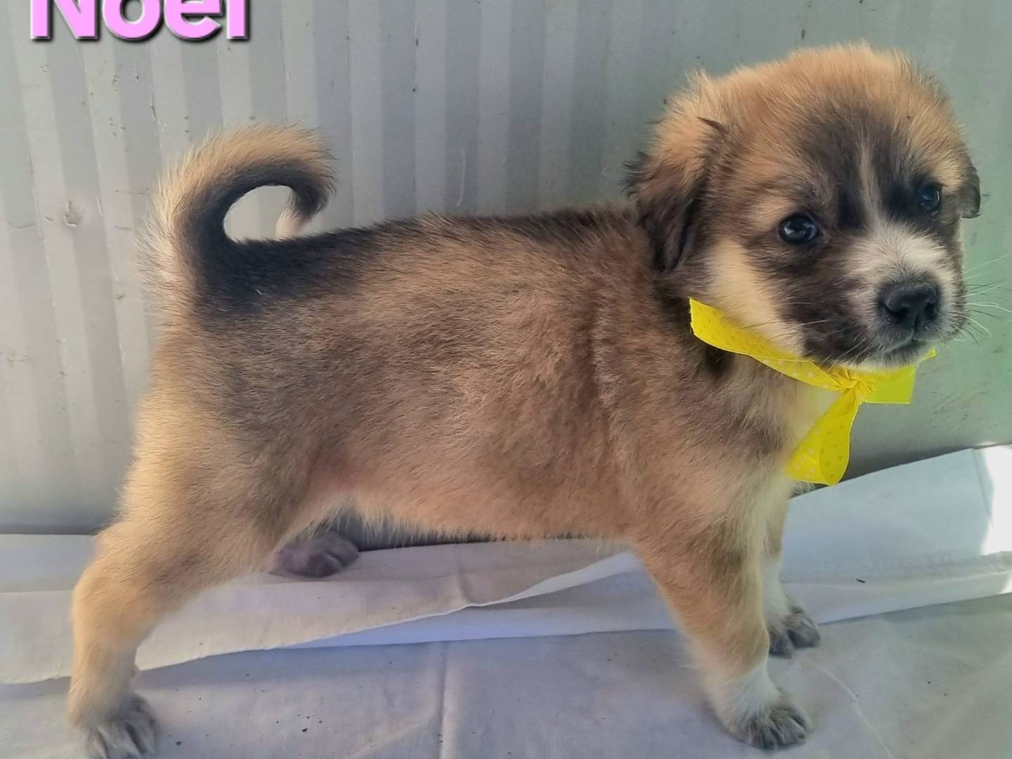 Vuoi adottare un cane a Taranto?