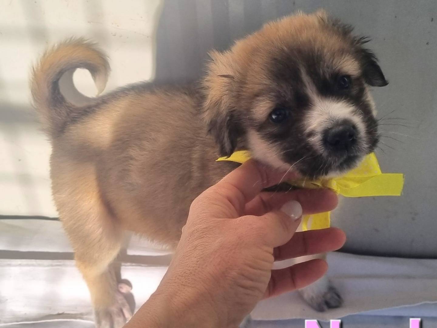 Adotta il cane Noel a Taranto