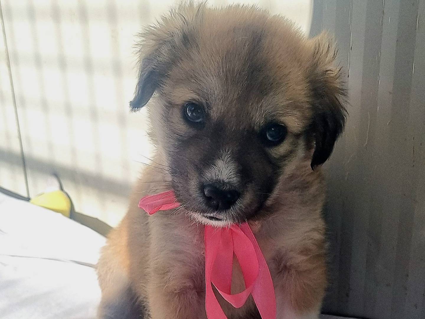 Adozione cane, femmina, Razza sconosciuta Razza sconosciuta, 2 mesi, taglia grande, Taranto