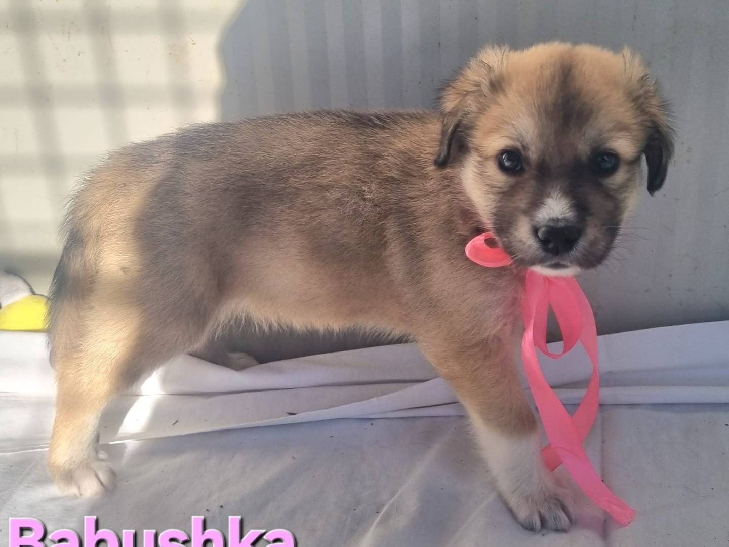 Adotta un cane, femmina, 2 mesi, Taranto