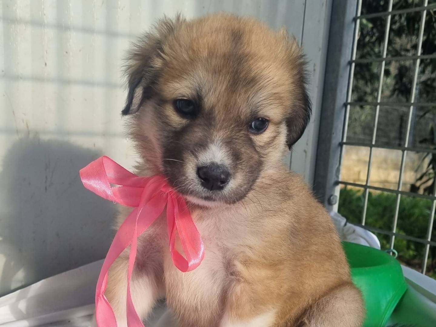 Adotta un cane, taglia grande, femmina, Taranto