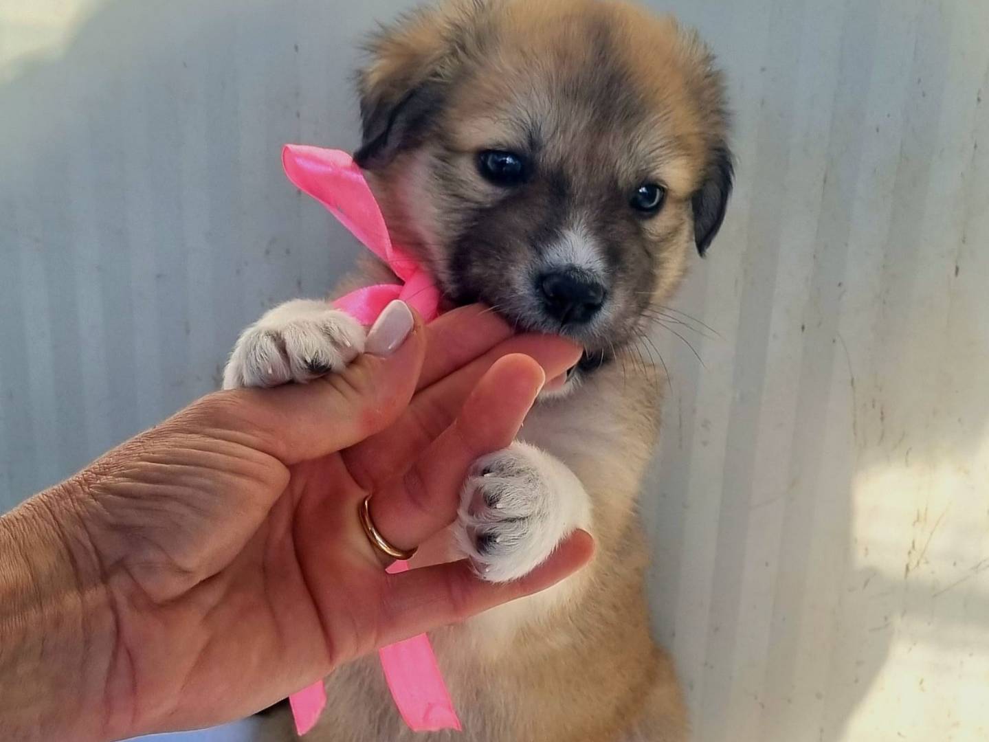 Vuoi adottare un cane a Taranto?