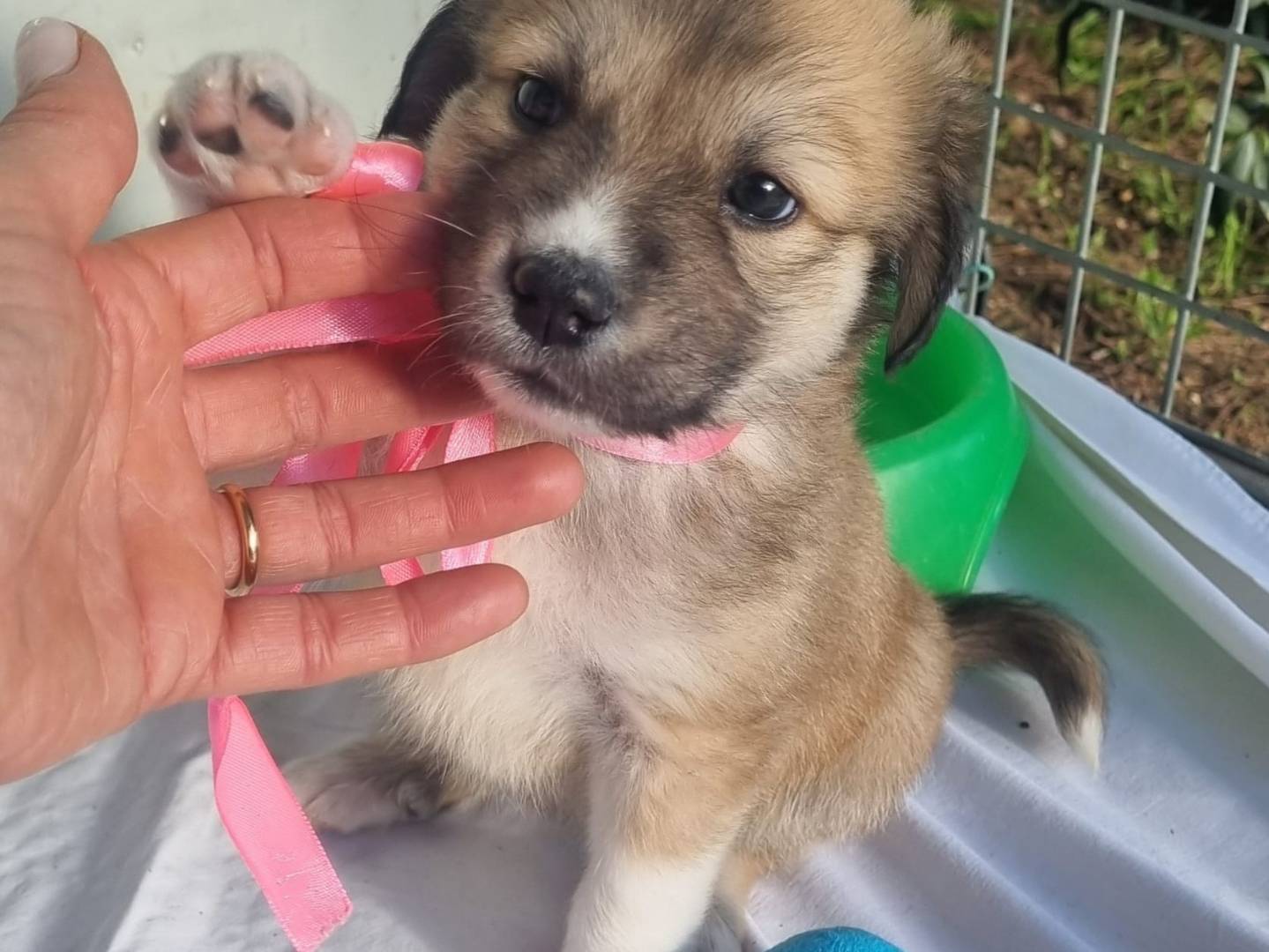 Adotta il cane Babushka a Taranto