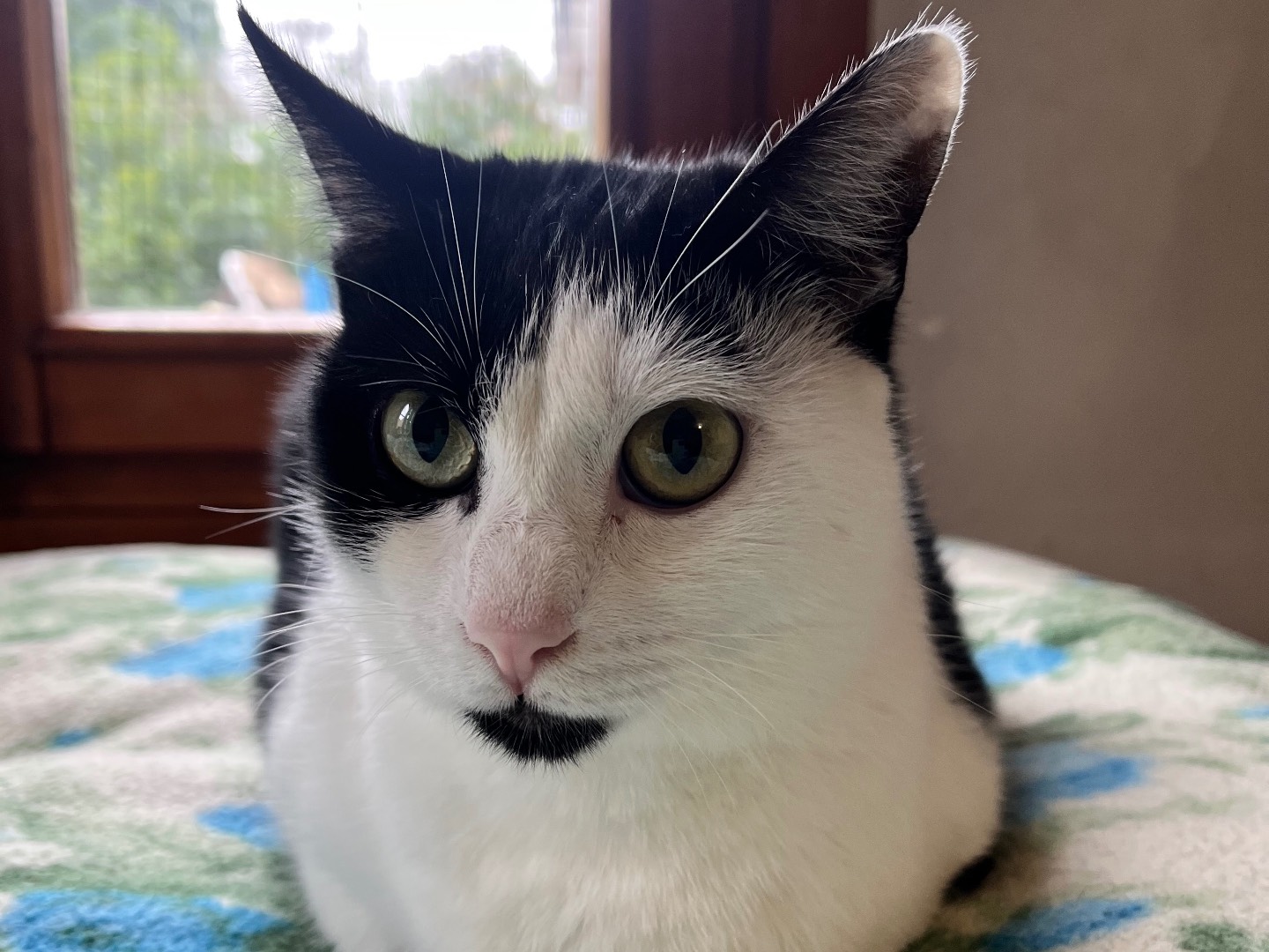 Adozione gatto, femmina, Razza sconosciuta Razza sconosciuta, 11 mesi, taglia non valida, Padova