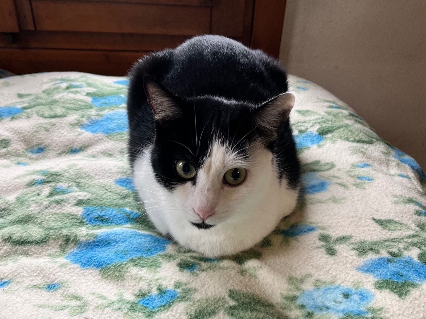 Adotta un gatto, femmina, 11 mesi, Padova