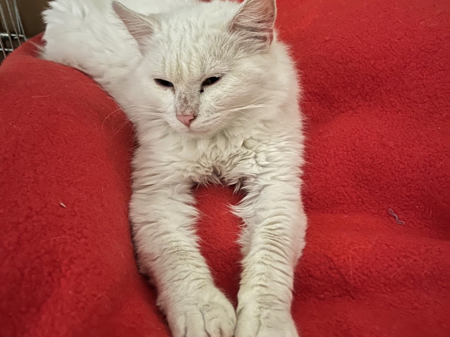 Adozione gatto, maschio, Razza sconosciuta Razza sconosciuta, 1 anno e 2 mesi, taglia non valida, Padova